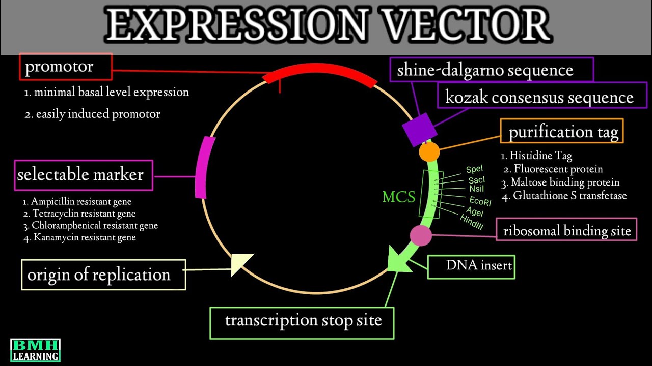 Expression Vector | Cloning Vector |
