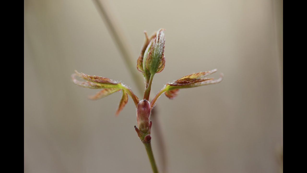 モミジの芽摘み（ハカマ取り、葉切り）／Various maple bud picking