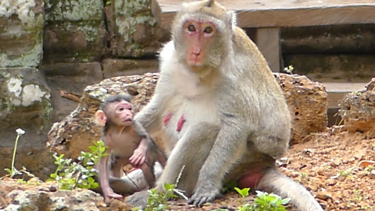 Wow! JANE Monkey Give Birth Today But Baby Newborn JAZZY Very Strong Can Stand& Walk Such Born 7Days
