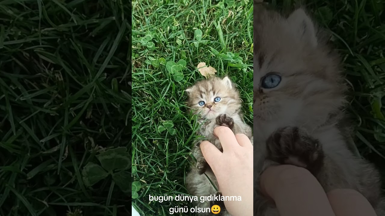 kederimin park turu