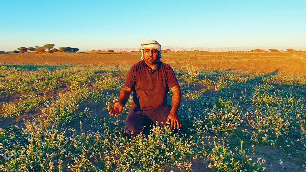لماذا قتل سليمة والده الملك مالك ابن فهم، وكيف استطاع بعد ذلك حكم كرمان، يرويها لكم احمد سعيد البادي