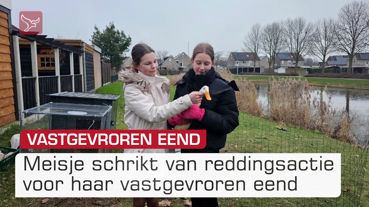 Meisje schrikt van reddingsactie voor haar vastgevroren eend | Omroep Flevoland