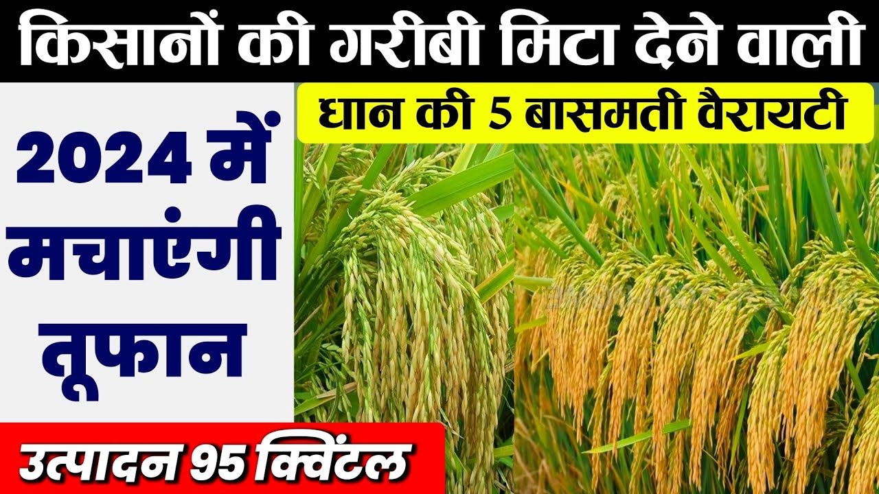 बासमती धान की टॉप–5 वैरायटी | Basmati dhaan ki Best Variety | Dhaan ki variety, Pusa Basmati dhaan