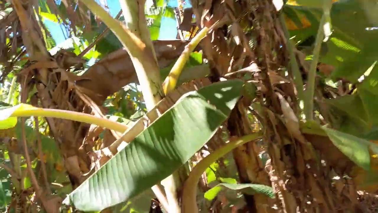 Banana maçã sítio da dona Amélia 