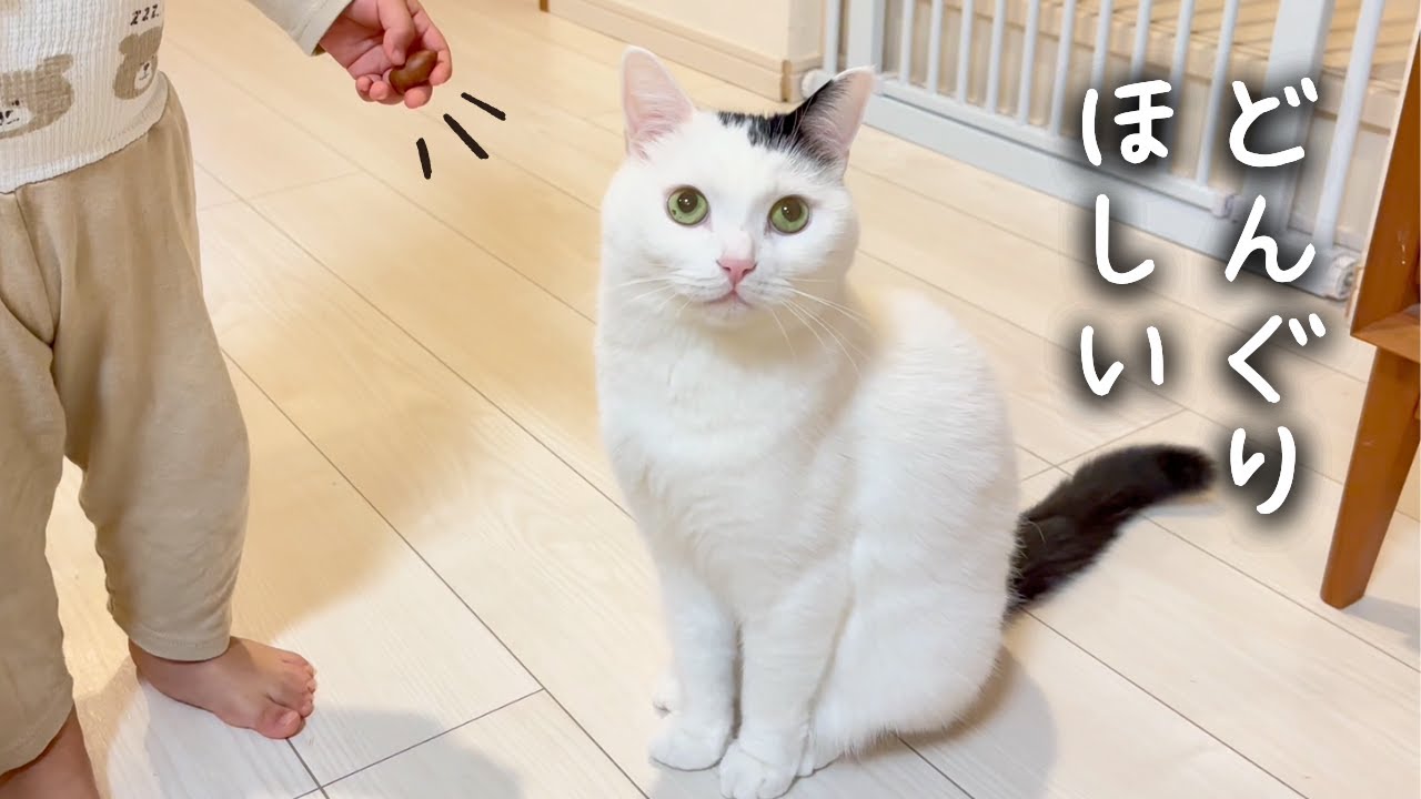 インフルが治ったら猫と家族の日常が戻ってきました