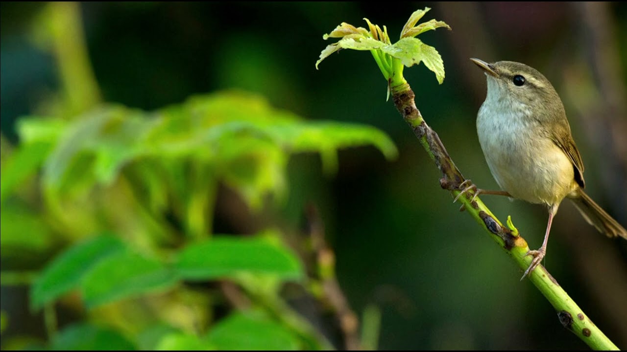 Japanese bush warbler Sounds