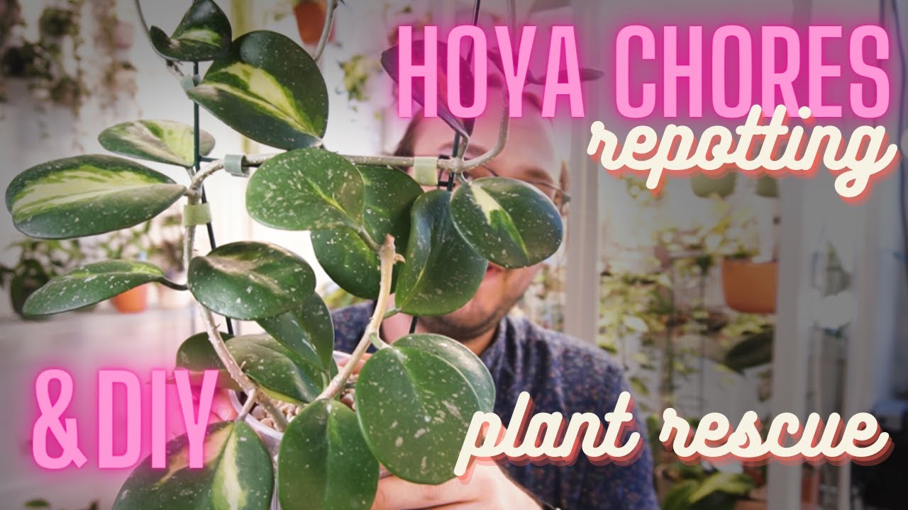 Hoya Chores | Repotting, Making Hangers & Hoya Rescue