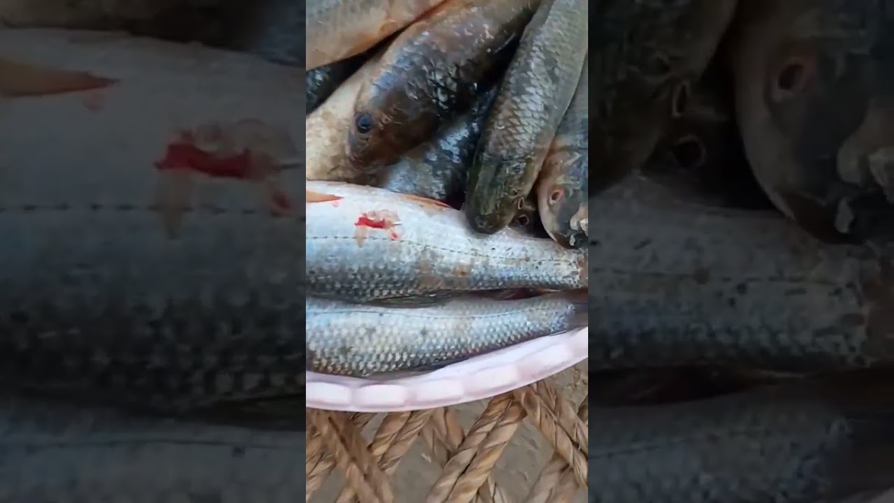 hunting fish in pakistan village #funny #natural #fishing