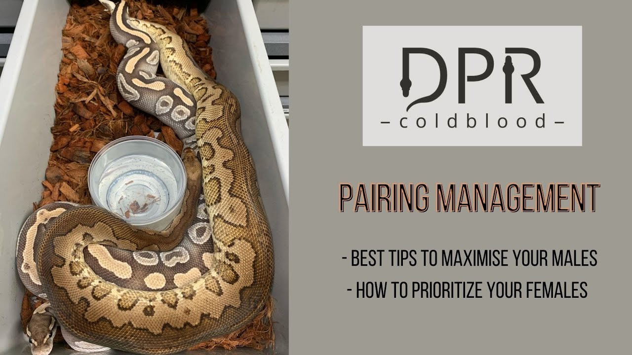 How Do We Pair Our Ball Pythons + Feeding Tips