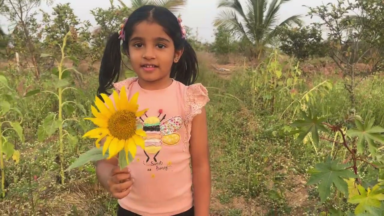 Sunflowers at Vihara Farms 