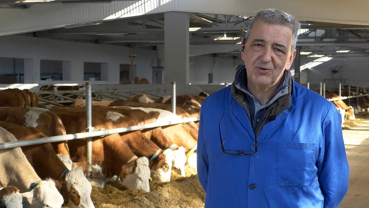 Muzne krave leže na skupim madracima