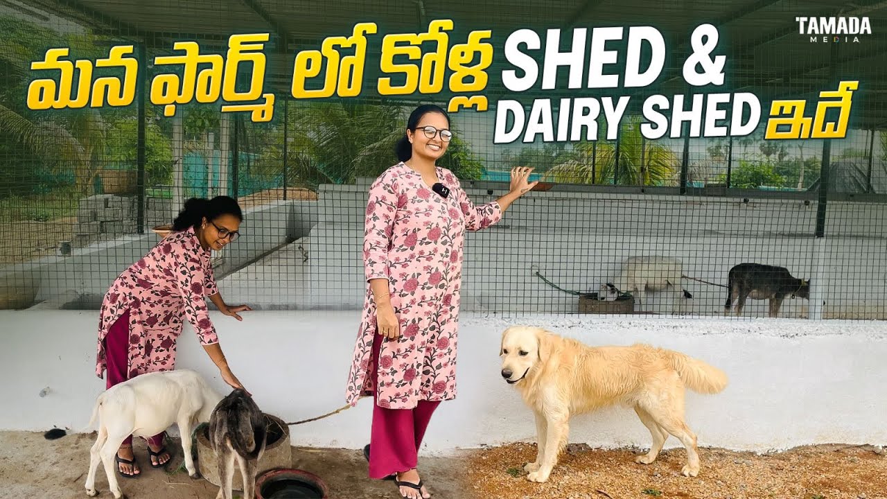 మన ఫార్మ్ లో షెడ్ ఎలా కన్స్ట్రక్ట్ చేశామో, అందులో ఏమేమి ఉన్నాయో ఈ వీడియో లో చూసేయండి