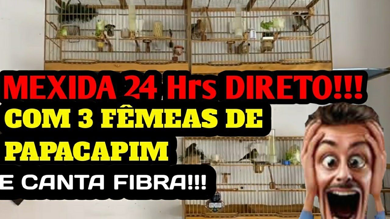 COLEIRO ASSOMBRADO E SUA MEXIDA COM 3 F&Ecirc;MEAS DE PAPACAPIM
