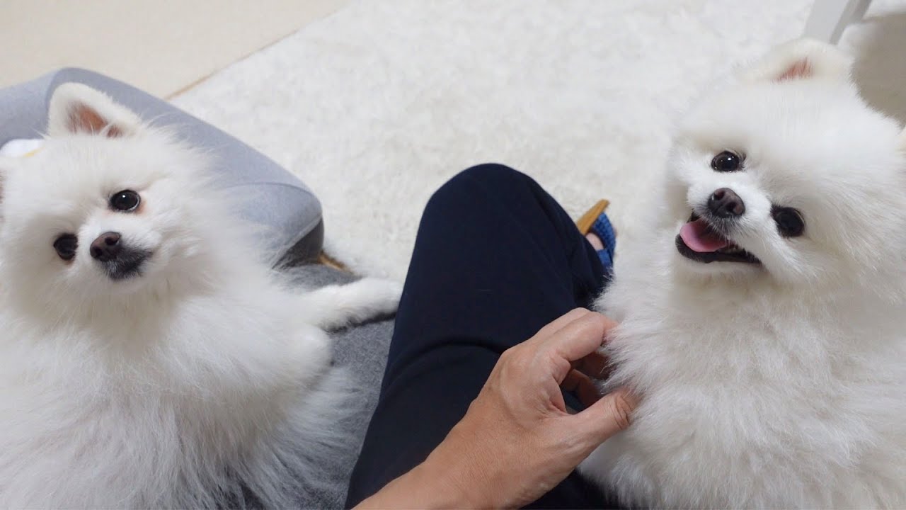 【姉弟ポメラニアンの共同生活3日目】飼い主を取られたくないポメラニアン
