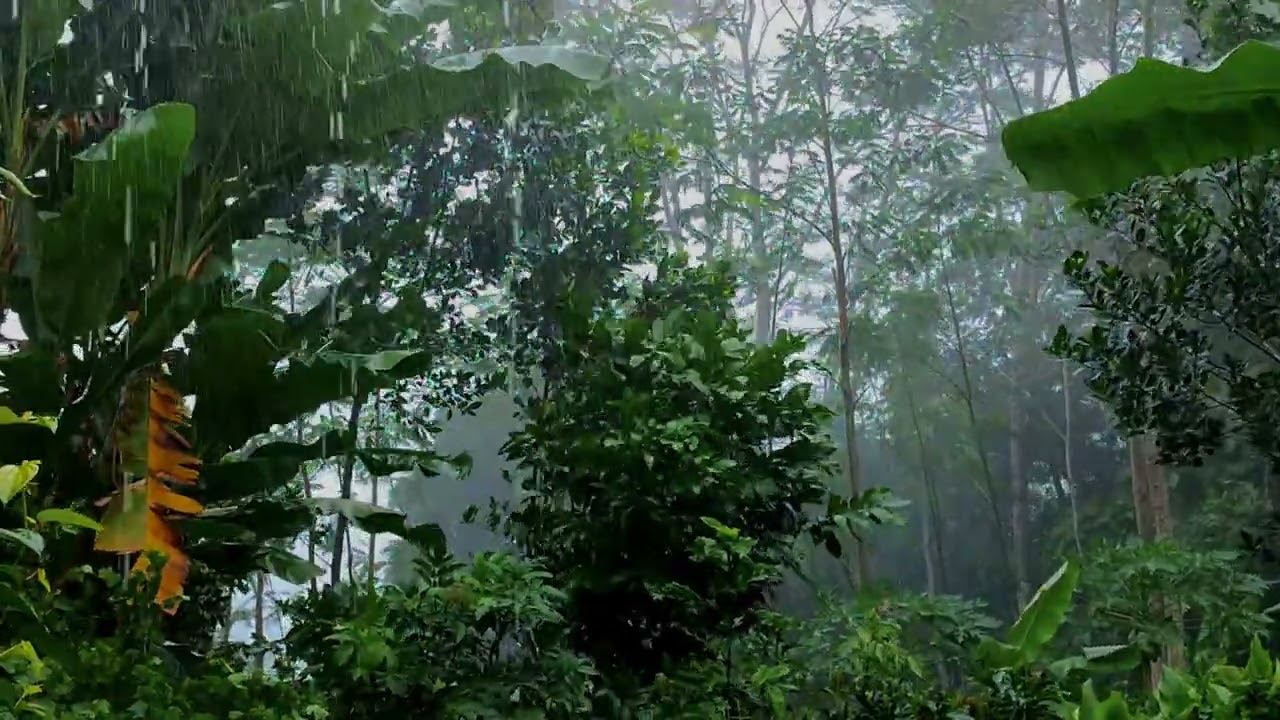 ASIAN RAIN FORESTS no copyright no cut