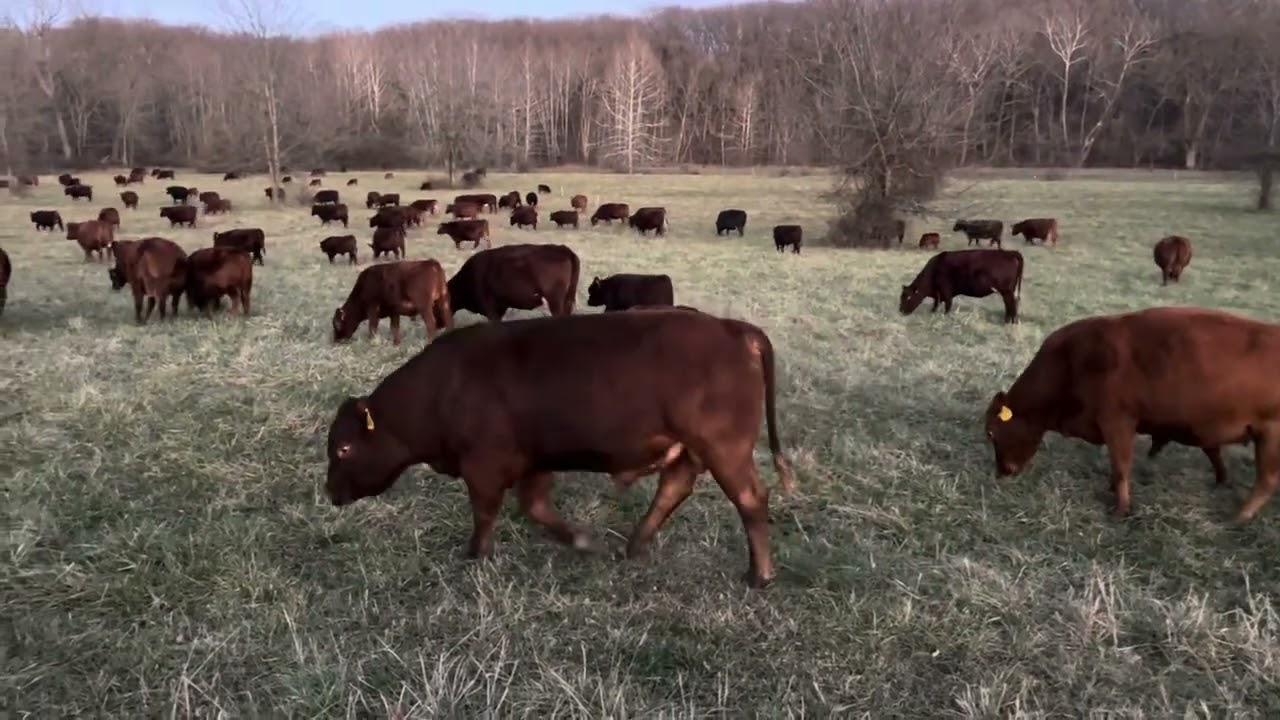 A beautiful evening cow mob move onto stockpiled forage with Isaac and Joel.