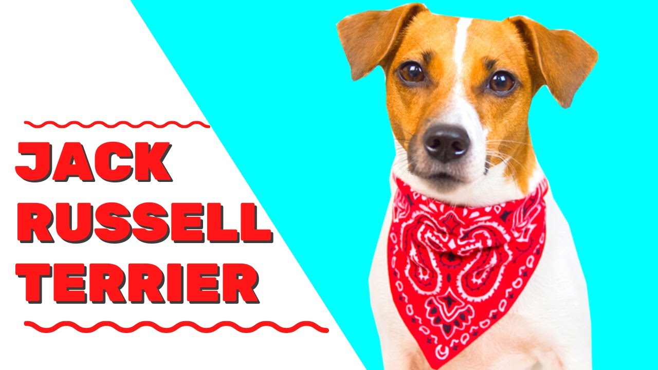 Jack Russell Terrier: About The Breed