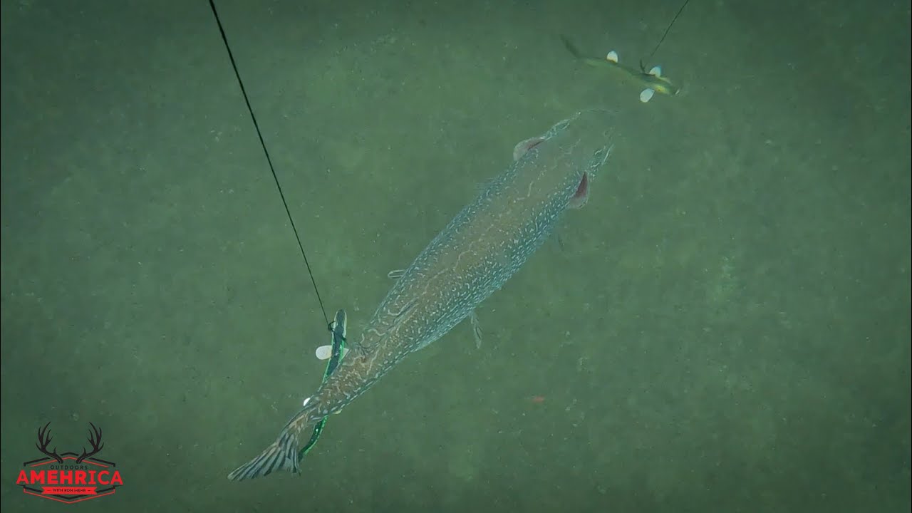 GIANT(20 lb) PIKE speared in DEEP, CLEAR water!