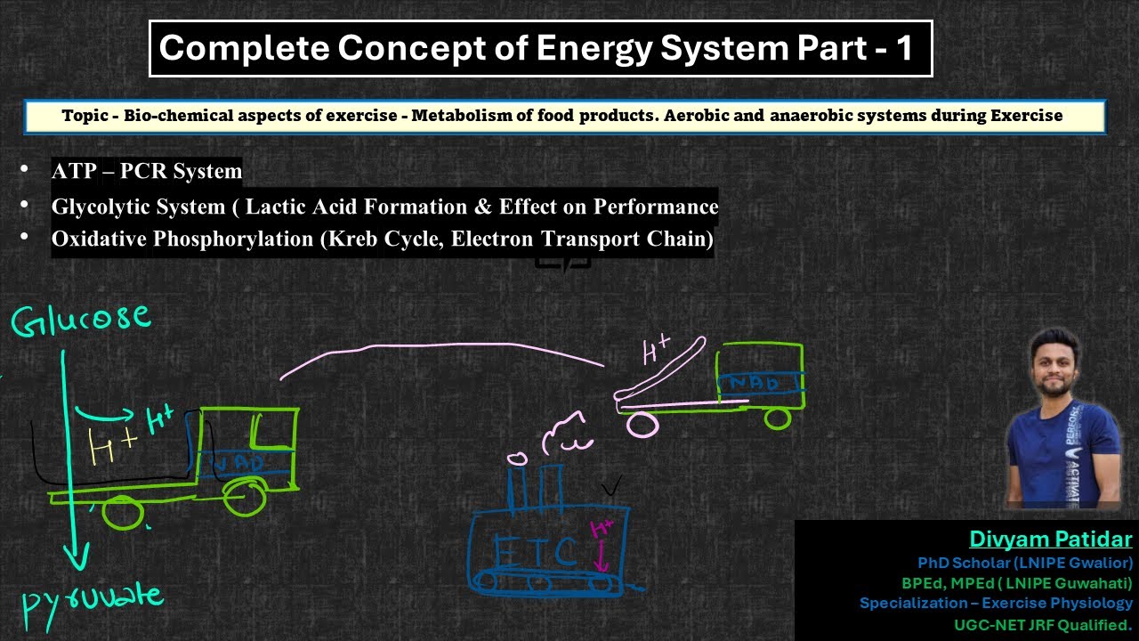 Complete Energy System- ATP- PCr & Glycolytic system,Oxidative Phosphorylation (Aerobic) - By Divyam