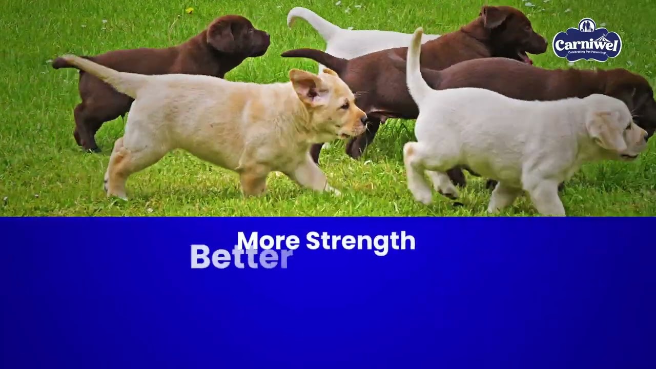 Carniwel Club Dog Food &ndash; Advance Growth & Maintenance Formula | Complete Nutrition for All Breeds