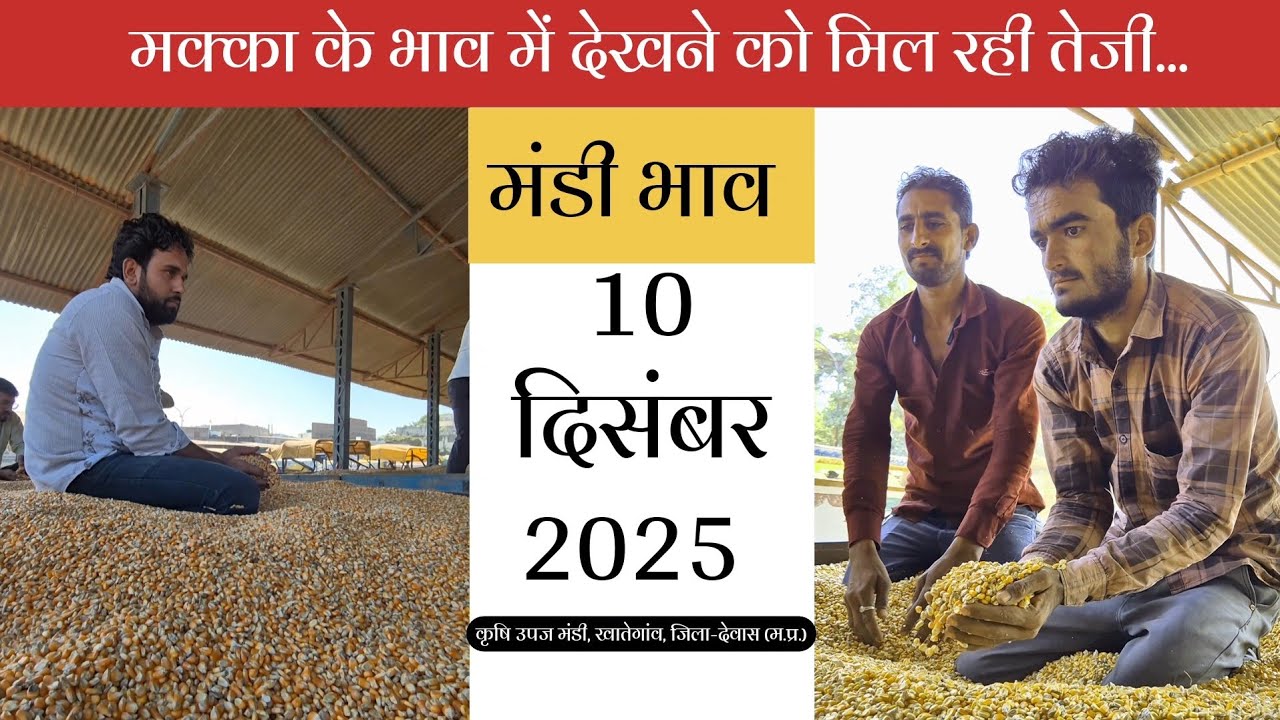 मक्का के भाव में देखने को मिल रही तेजी 🔥