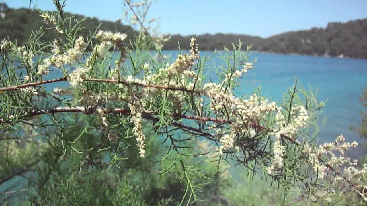 Mljet, Croatia - HD