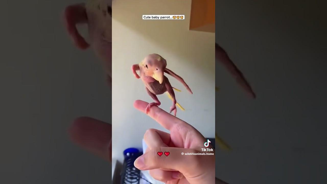 ME PARECIÓ CURIOSO!!! (NO ES MÍO EL VÍDEO) #agapornis #lovebirds