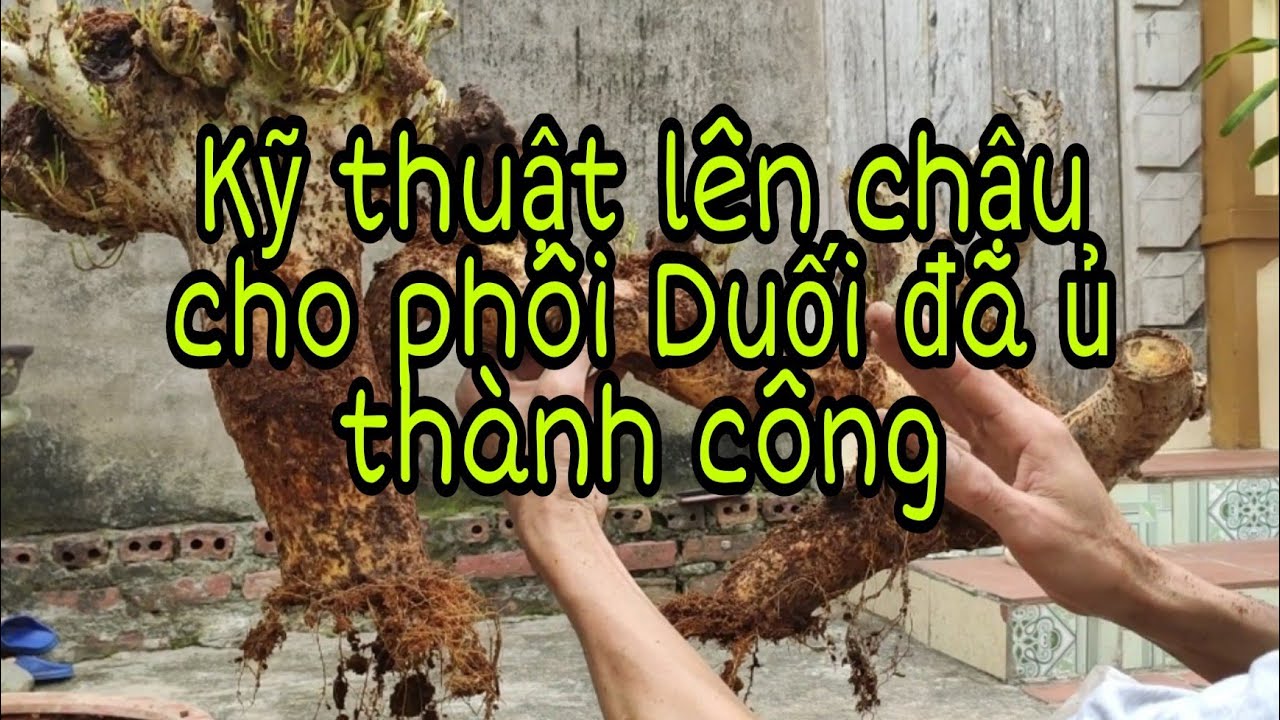 21. Cách chăm trồng phôi Duối - Kỹ thuật lên chậu cho phôi duối đã ủ thành công