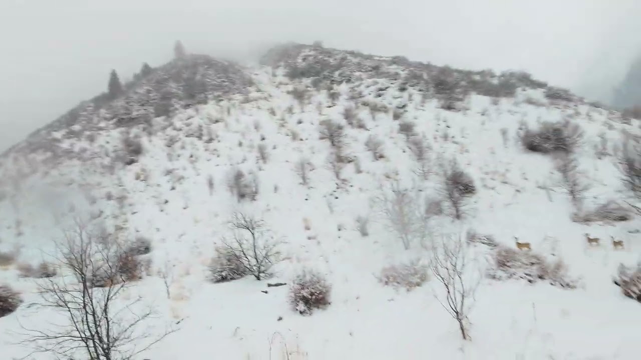 Winter FPV flight, Avata 2, Ayu-Sai [Аю-Сай], Kazakhstan