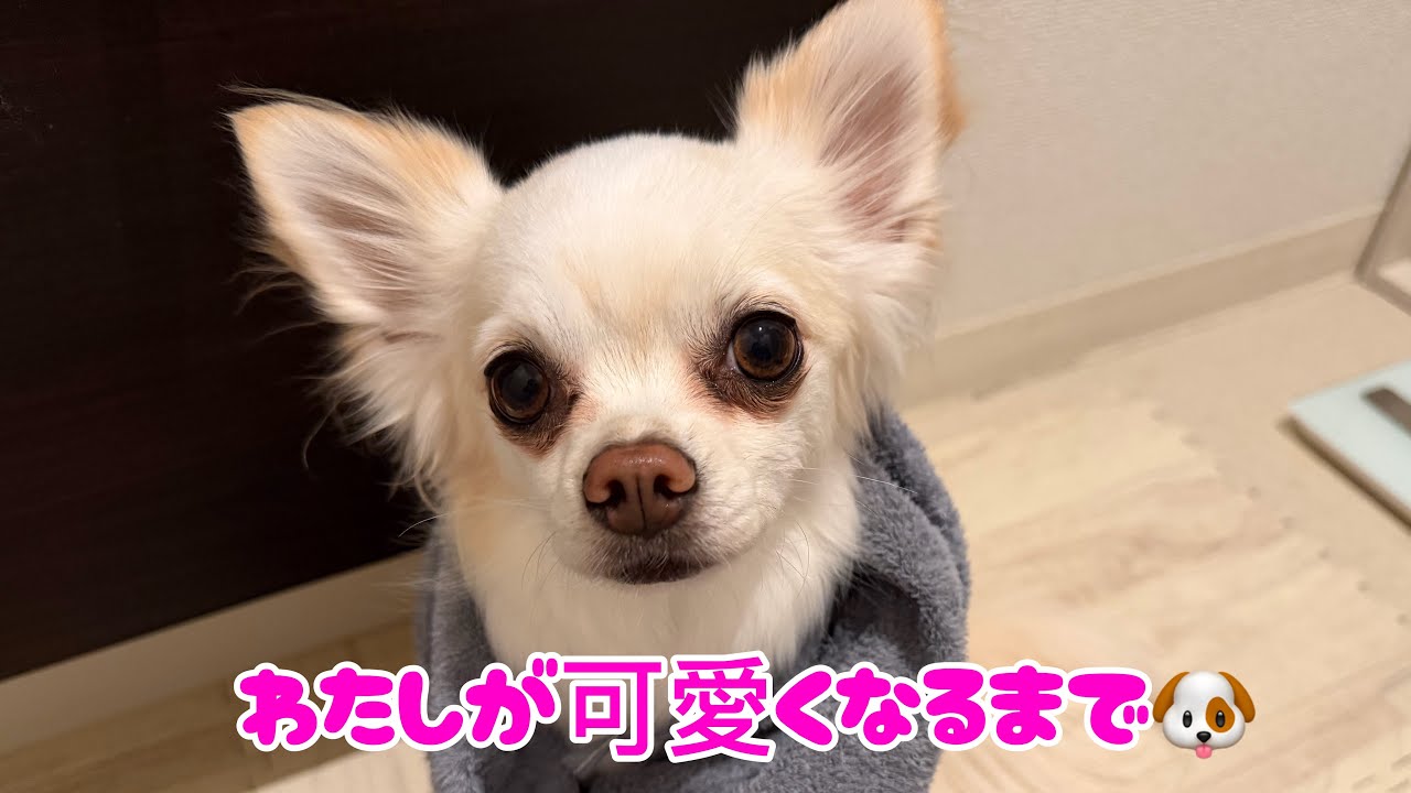 【親バカ】ブチャいくから可愛いチワワになるまで