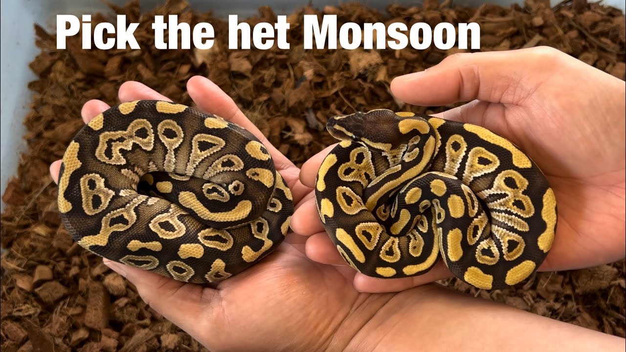 Comparing het Monsoons with their Counterparts