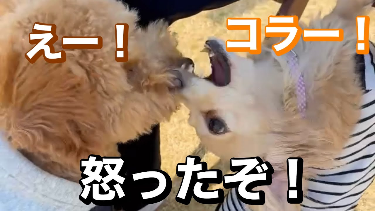 広々ドッグラン！！！
