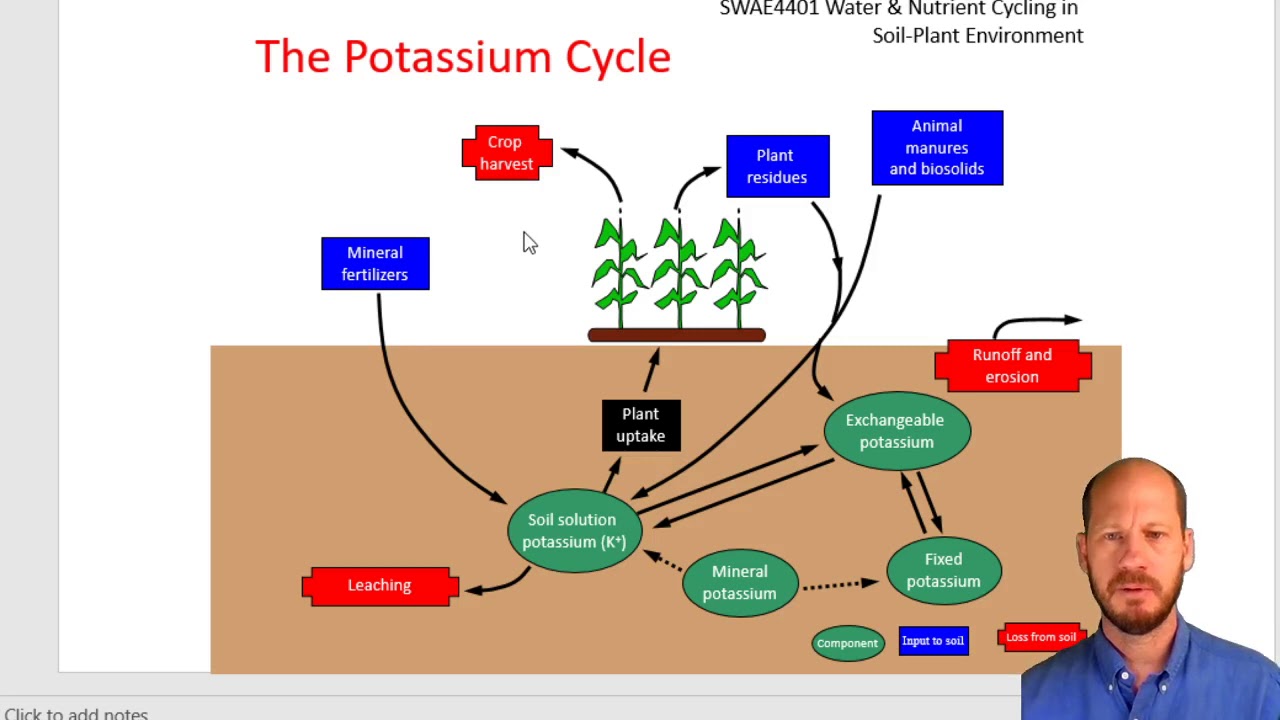 Soil potassium and plant nutrition