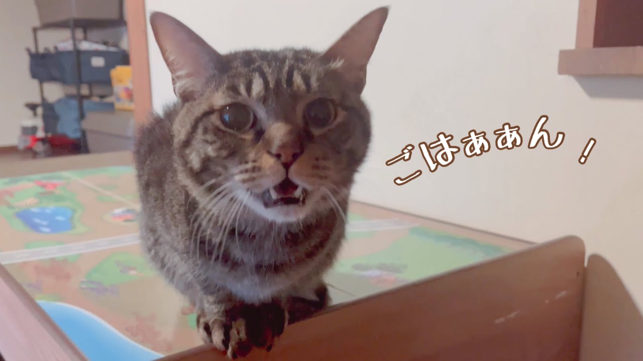 「ごはぁぁん」が止まらない猫達の幸せな1日