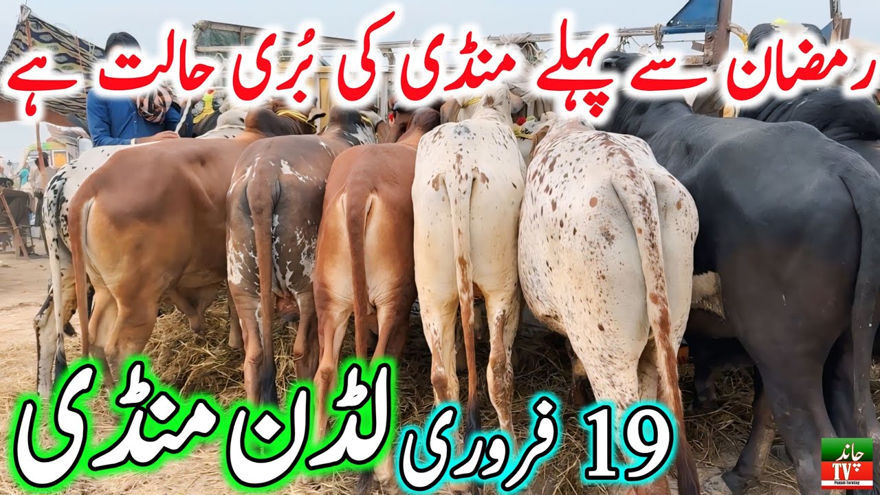 Luddan Cow Mandi Today Latest Update 19-02-2025 - Cow Mandi 2024 - Cholistani Bachre in Ludan Mandi🔥