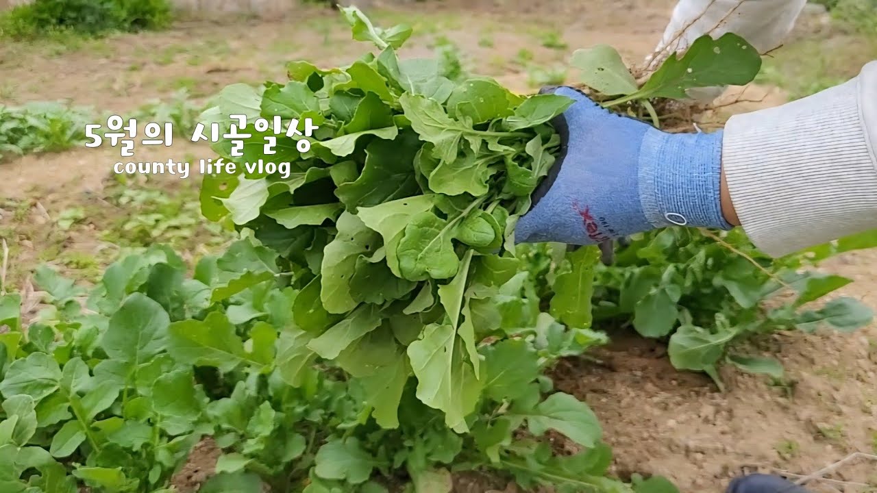 ENG | 딸기는 빨갛게 익어가고 🍓 루꼴라는 수확해서 물김치를 담았어요🥗 텃밭에 EM 활용하기 #시골생활 Vlog