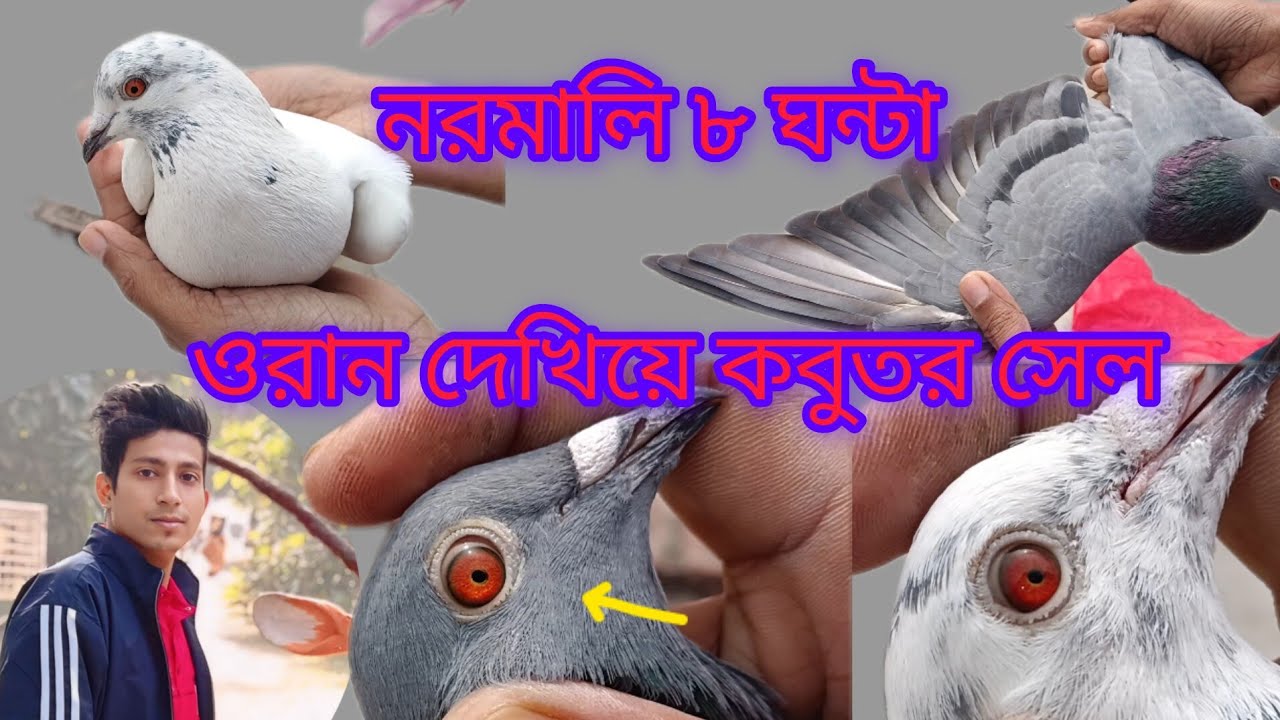 ওরা দেখে পায়রা সেল টপ কোয়ালিটির পায়রা#pigeons#YouTube video