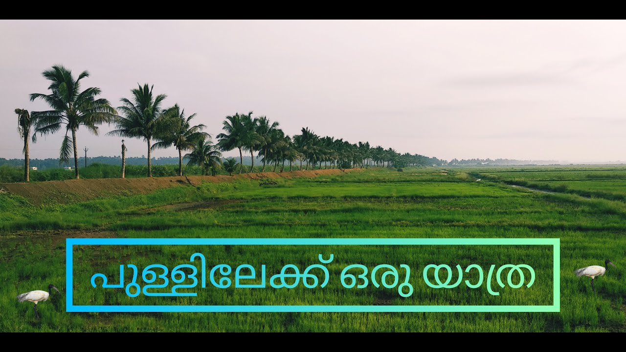 Pullu Padam | Pullu Coal Wetlands | തൃശൂരിലെ പുള്ളിലേക്ക് ഒരു യാത്ര | തൃശൂർ കോൾ പാടങ്ങൾ | VLOG 11