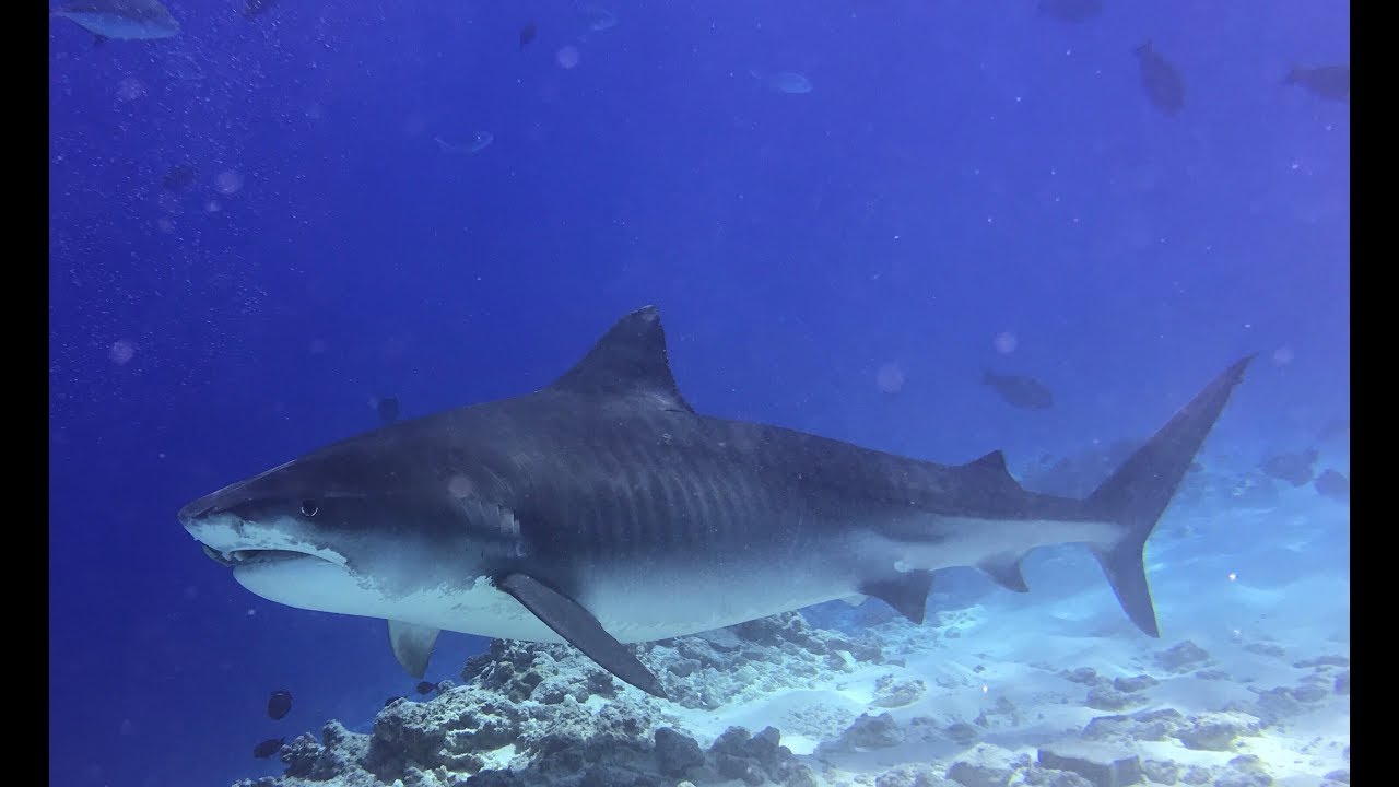 Diving Deep South Maldives 2019