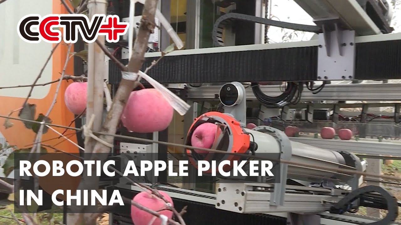 Robotic Apple Picker Takes Bite out of Human Labor in Northwest China's Shaanxi
