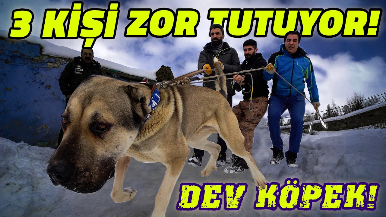 3 KİŞİNİN ZOR TUTTUĞU DEV KÖPEK: BY ATEŞ! | BU KÖPEK KURTLARIN VE BOZ AYILARIN KABUSU!