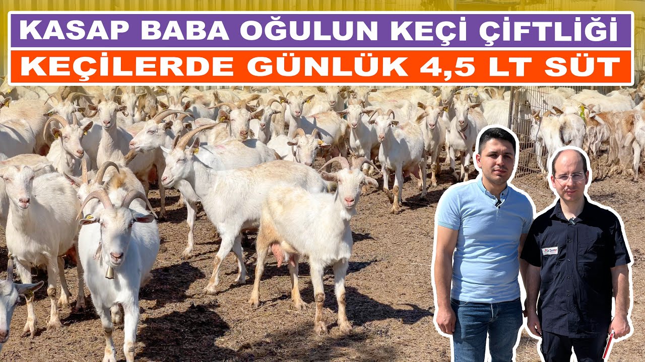 Kasap Baba Oğulun Keçi Çiftliği | Keçilerde Günlük 4,5 LT Süt