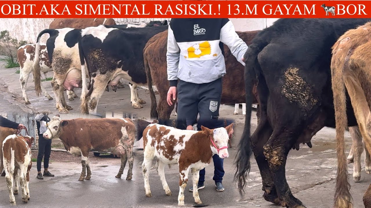 13. MIL GA😳SGIR💥OBID AKA F✊YANGI P ONA BOLA SGIRLAR KELDI JUDA ARZON BOʻPKETDI NARXLAR🥛🌨️🏃