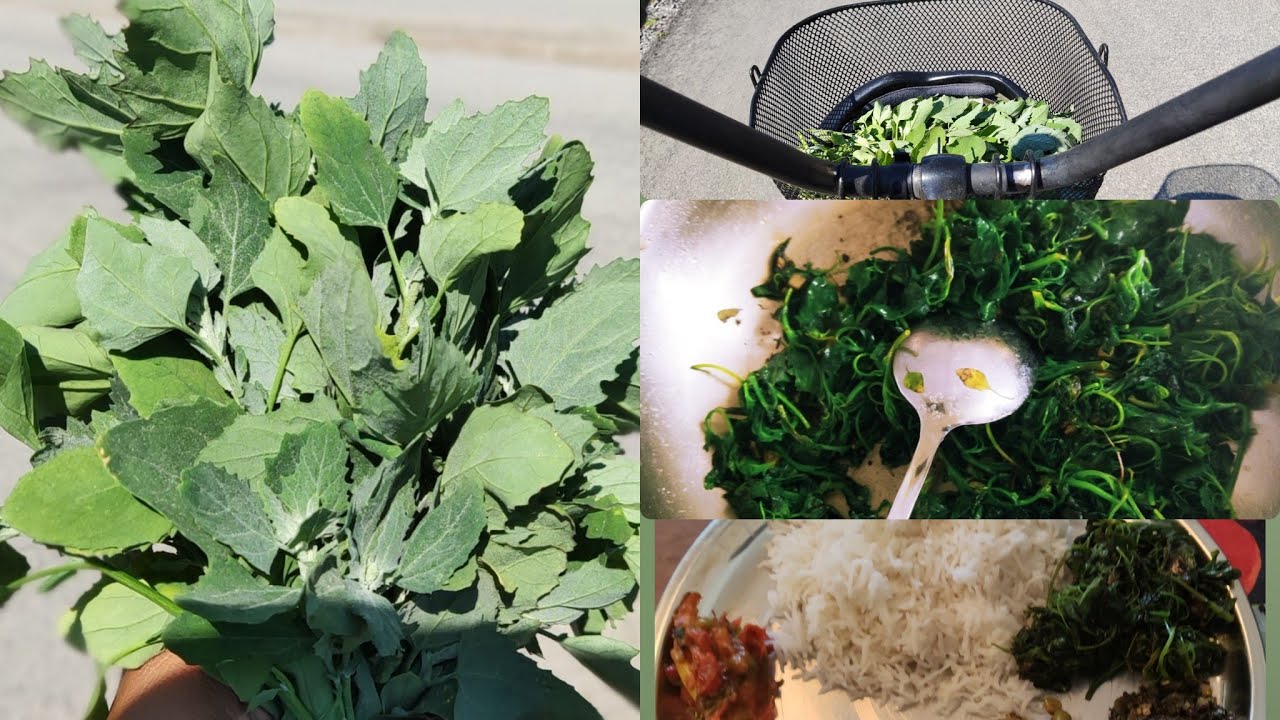 How to pick and cook | Wild Spinach (Bethe) | Lambs quarters |Traditional Free Food |Bethe ko sag