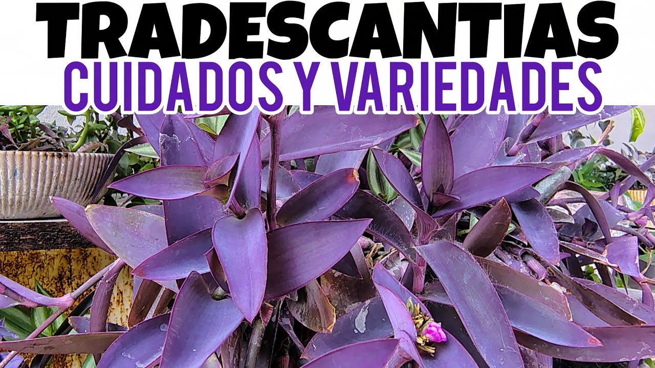 Tradescantias🪻Care and Types #plants #garden #gardening 