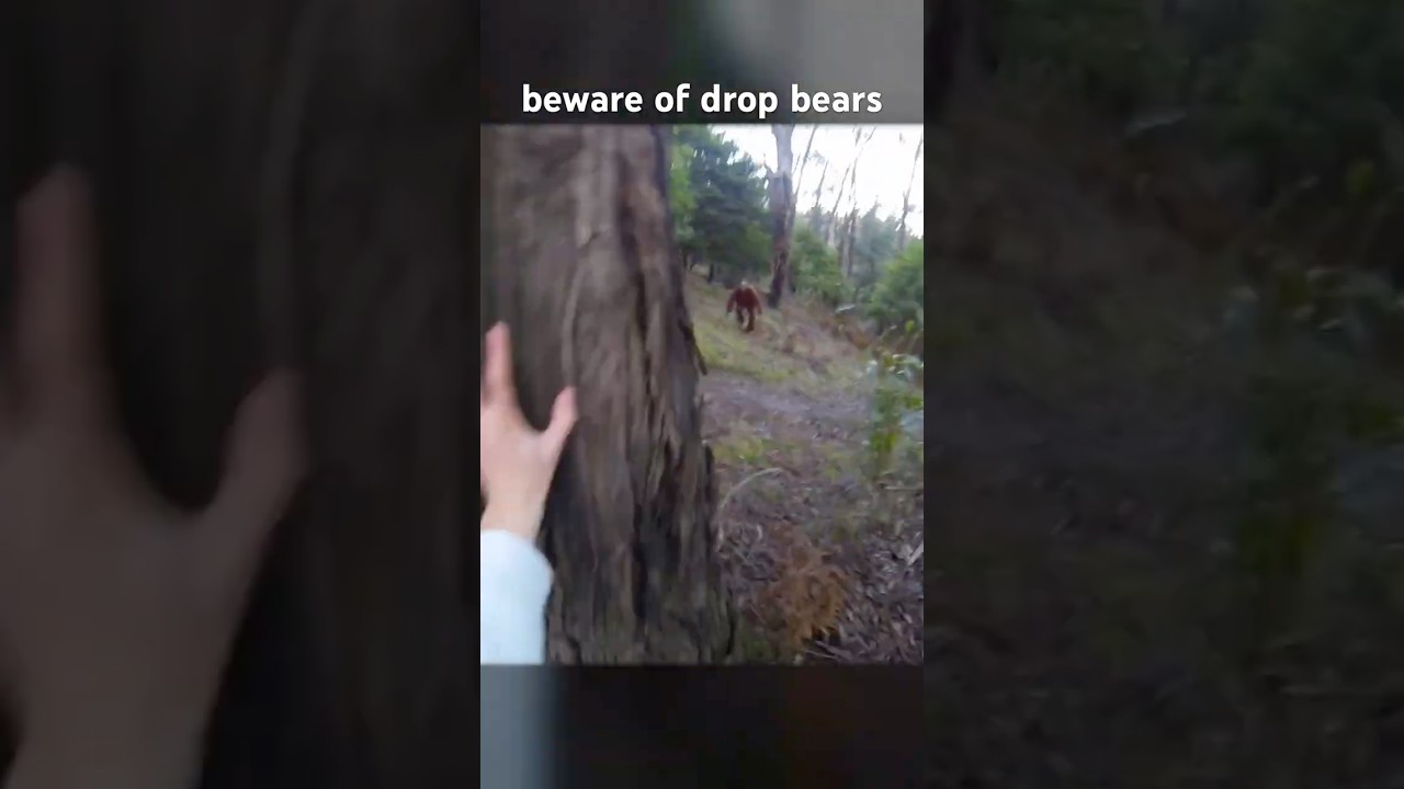 drop bear or yowie? #dropbears #yowie #bigfoot #dropbearsarereal #bigfootisreal