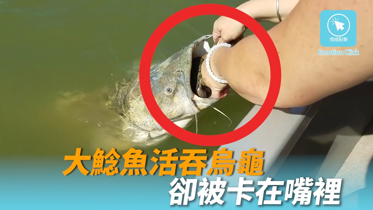 貪吃大鯰魚活吞烏龜 卻被卡在嘴裡