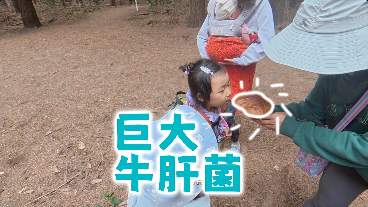 采到巨大牛肝菌(新西兰 Harold Vlog 964)