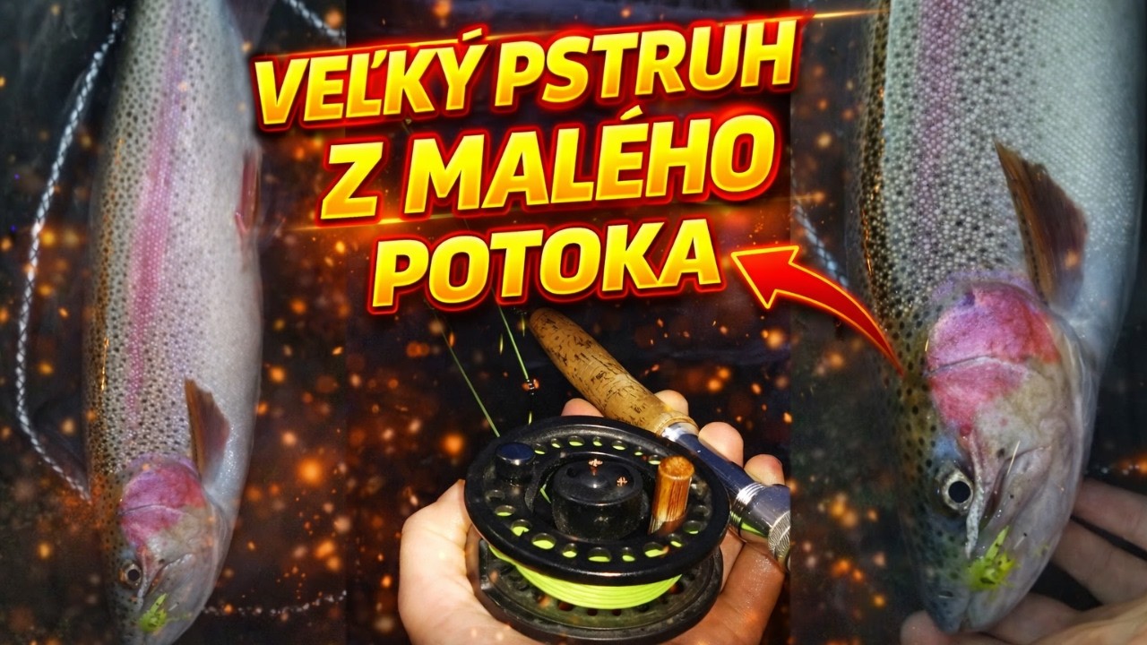 Veľký Pstruh Dúhový z malého potoka / Tak koľko cm mal tento môj rekordný pstruh?   Pstruh Dúhový