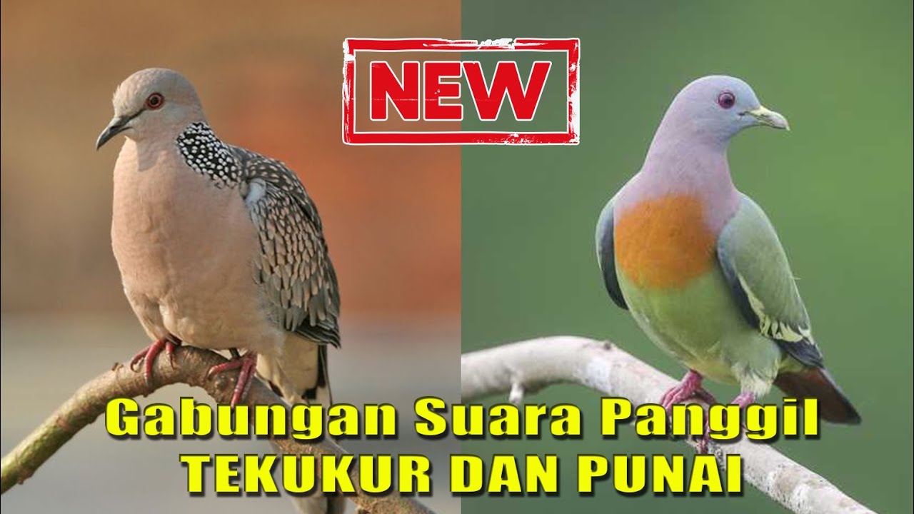 [NEW] Suara Panggil Gabungan Tekukur dan Punai || Mix Punai Tekukur